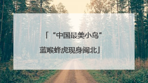“中国最美小鸟”蓝喉蜂虎现身闽北
