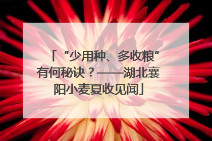 “少用种、多收粮”有何秘诀？——湖北襄阳小麦夏收见闻