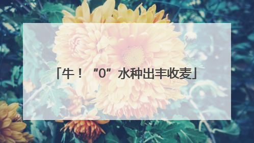牛！“0”水种出丰收麦