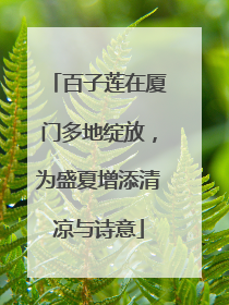 百子莲在厦门多地绽放，为盛夏增添清凉与诗意