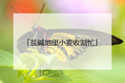 盐碱地里小麦收割忙
