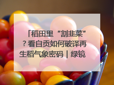 稻田里“割韭菜”？看自贡如何破译再生稻气象密码｜绿镜头·发现中国