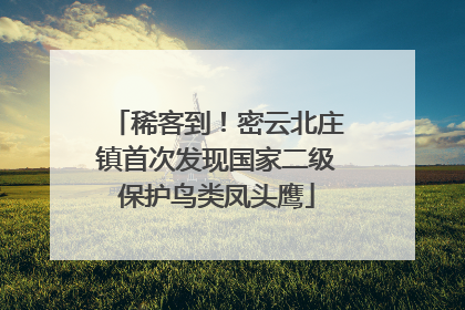 稀客到！密云北庄镇首次发现国家二级保护鸟类凤头鹰