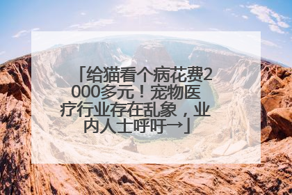 给猫看个病花费2000多元！宠物医疗行业存在乱象，业内人士呼吁→