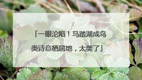 一眼沦陷！马踏湖成鸟类诗意栖居地，太美了