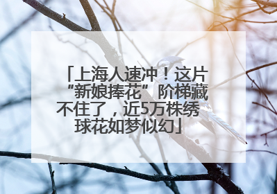 上海人速冲！这片“新娘捧花”阶梯藏不住了，近5万株绣球花如梦似幻