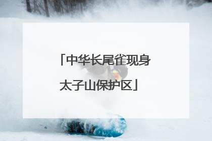 中华长尾雀现身太子山保护区