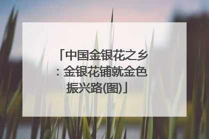 中国金银花之乡：金银花铺就金色振兴路(图)