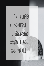 五月的广安街头，蓝花楹盛放丨镜观四川