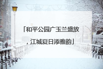 和平公园广玉兰盛放，江城夏日添雅韵