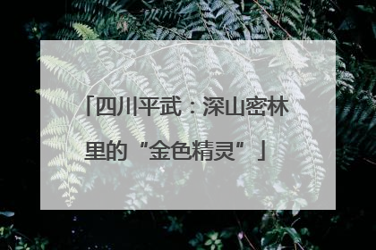 四川平武：深山密林里的“金色精灵”