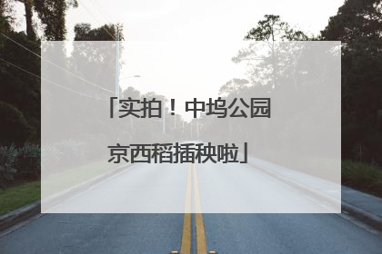 实拍！中坞公园京西稻插秧啦