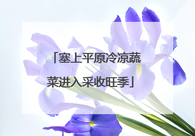 塞上平原冷凉蔬菜进入采收旺季