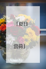 夏日赏荷