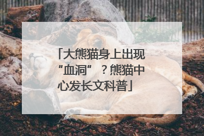 大熊猫身上出现“血洞”？熊猫中心发长文科普
