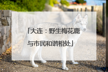 大连：野生梅花鹿与市民和谐相处