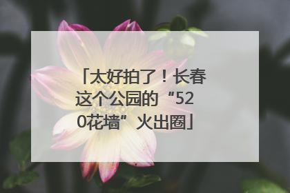 太好拍了！长春这个公园的“520花墙”火出圈