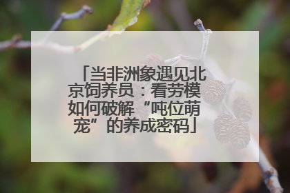 当非洲象遇见北京饲养员：看劳模如何破解“吨位萌宠”的养成密码