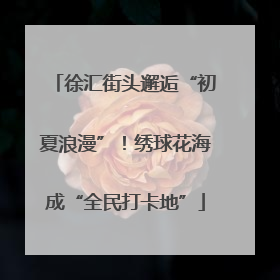 徐汇街头邂逅“初夏浪漫”！绣球花海成“全民打卡地”