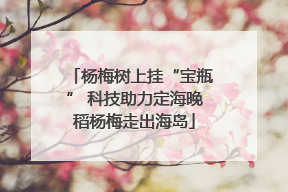 杨梅树上挂“宝瓶” 科技助力定海晚稻杨梅走出海岛