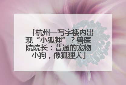 杭州一写字楼内出现“小狐狸”？兽医院院长：普通的宠物小狗，像狐狸犬