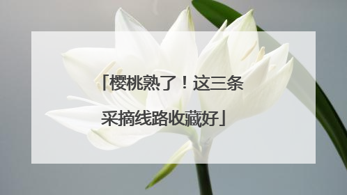 樱桃熟了！这三条采摘线路收藏好
