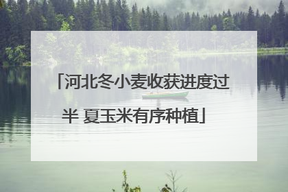 河北冬小麦收获进度过半 夏玉米有序种植