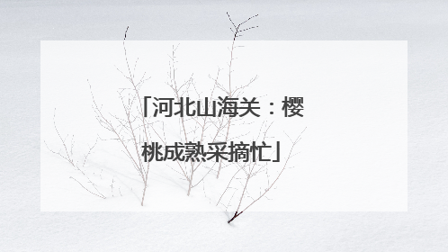 河北山海关：樱桃成熟采摘忙