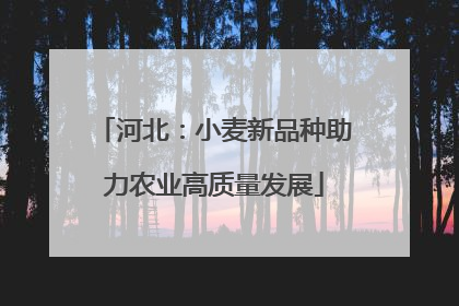 河北：小麦新品种助力农业高质量发展