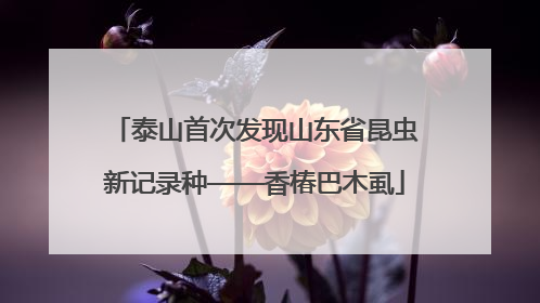 泰山首次发现山东省昆虫新记录种——香椿巴木虱