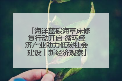 海洋蓝碳海草床修复行动开启 循环经济产业助力低碳社会建设丨新经济观察