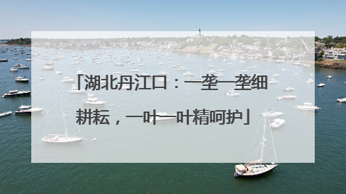 湖北丹江口：一垄一垄细耕耘，一叶一叶精呵护