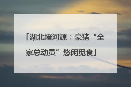 湖北堵河源：豪猪“全家总动员”悠闲觅食