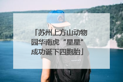 苏州上方山动物园华南虎“星星”成功诞下四胞胎