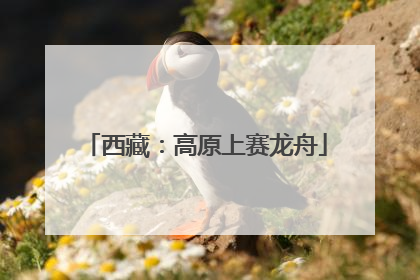 西藏：高原上赛龙舟