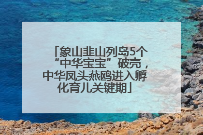 象山韭山列岛5个“中华宝宝”破壳，中华凤头燕鸥进入孵化育儿关键期