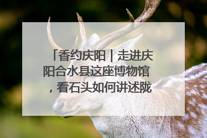 香约庆阳｜走进庆阳合水县这座博物馆，看石头如何讲述陇东千年历史